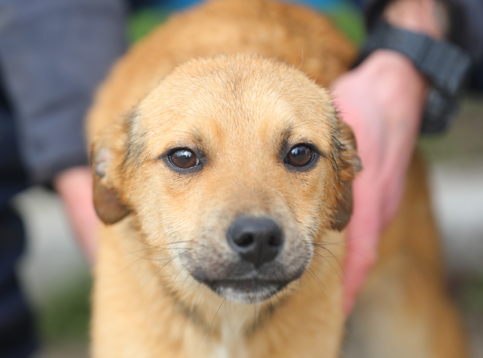 microciparea-si-sterilizarea-reprezinta-solutii-optime-pentru-gestionarea-problemei-animalelor-cu-sau-fara-stapan